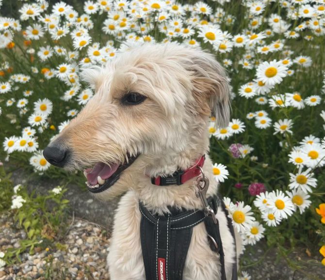 Teddy – 4 years – Male – Lurcher X