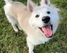 Bucky – under 12mts – Male – Husky X