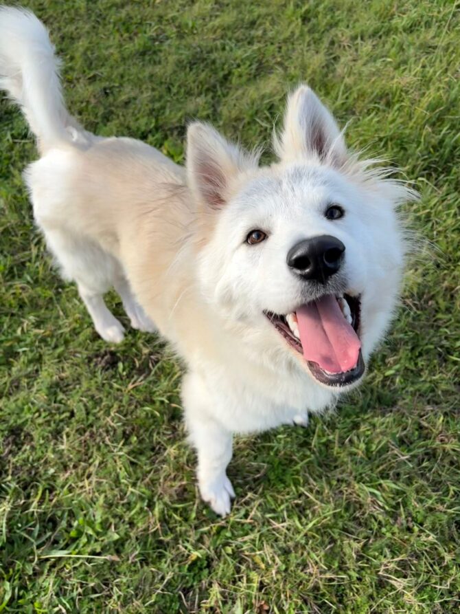 Bucky – under 12mts – Male – Husky X