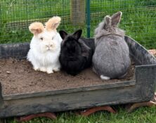 Acorn, Chestnut, & Conker – Various – Female