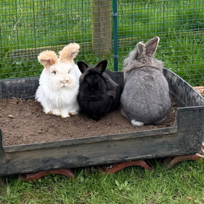 Acorn, Chestnut, & Conker – Various – Female