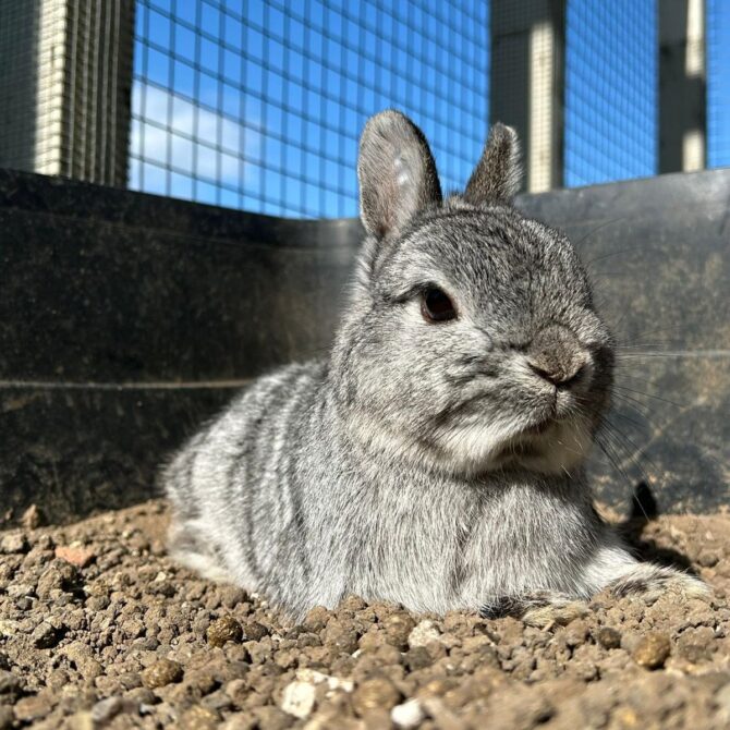 Alvin – 3yrs – Male