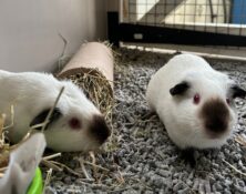 Alvina & Anastacia – under 6mts – Female