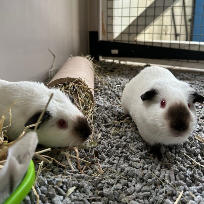 Alvina & Anastacia – under 6mts – Female