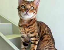 Amber – 6yrs – Female