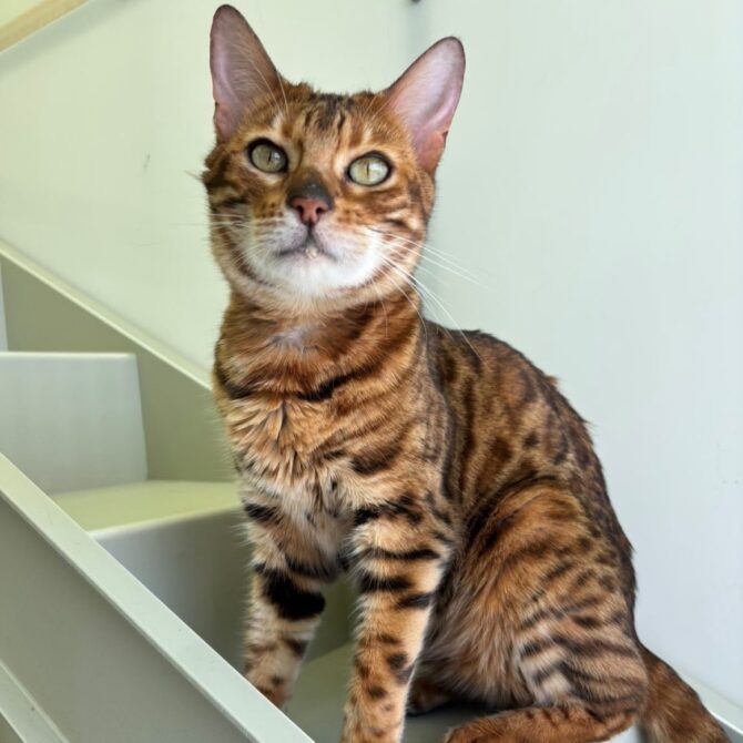 Amber – 6yrs – Female