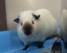 Andre – under 12mts – Male