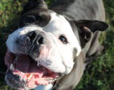Arthur – 5yrs – Male – English Bulldog