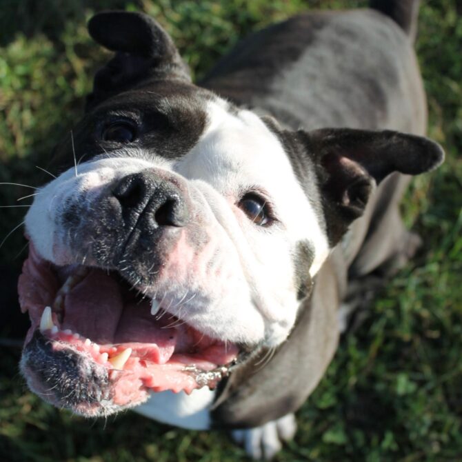 Arthur – 5yrs – Male – English Bulldog
