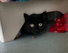 Aurora – 1yrs – Female