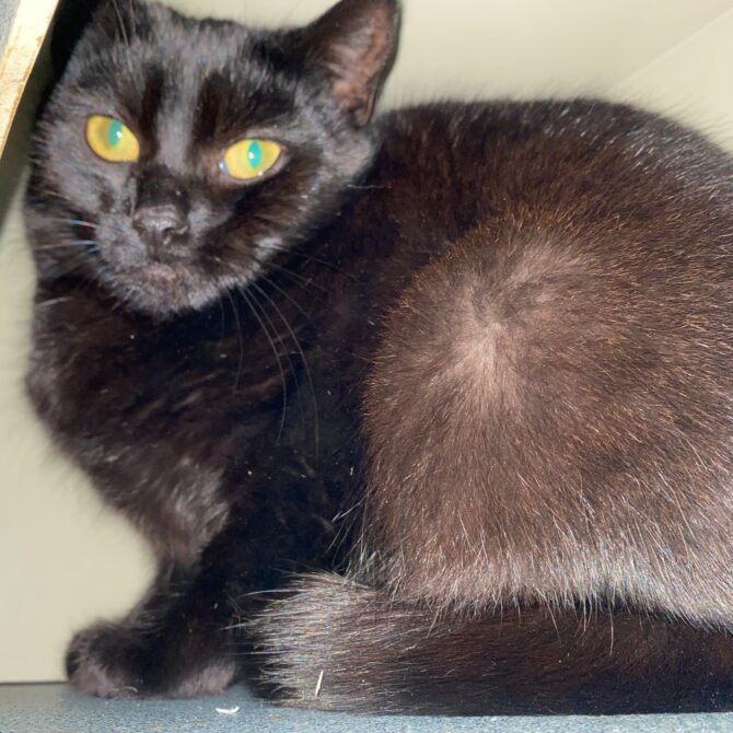 Aurora – 1yrs – Female