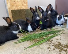 Bunny Pairs – under 12wks – Males & Females