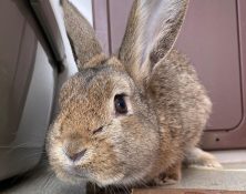 Barnaby – 2yrs – Male