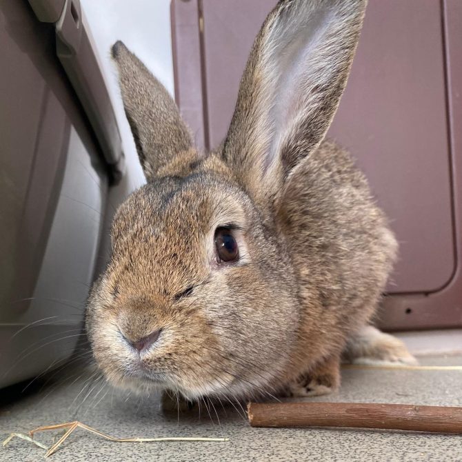 Barnaby – 2yrs – Male