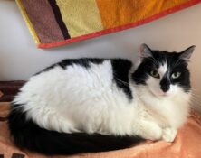 Bear – 10yrs – Male