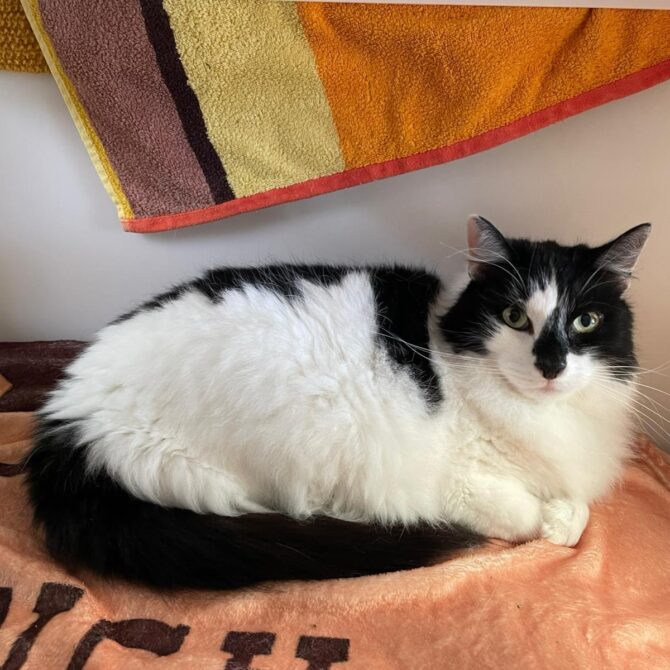 Bear – 10yrs – Male