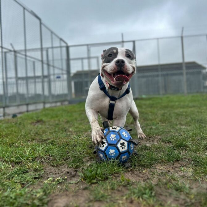 Bella – 2yrs – Female – SBT X