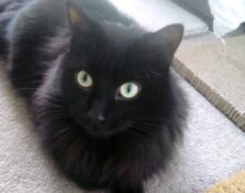 Bernard – 2yrs – Male