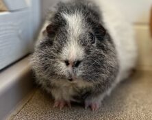 Bertie – 5yrs – Male