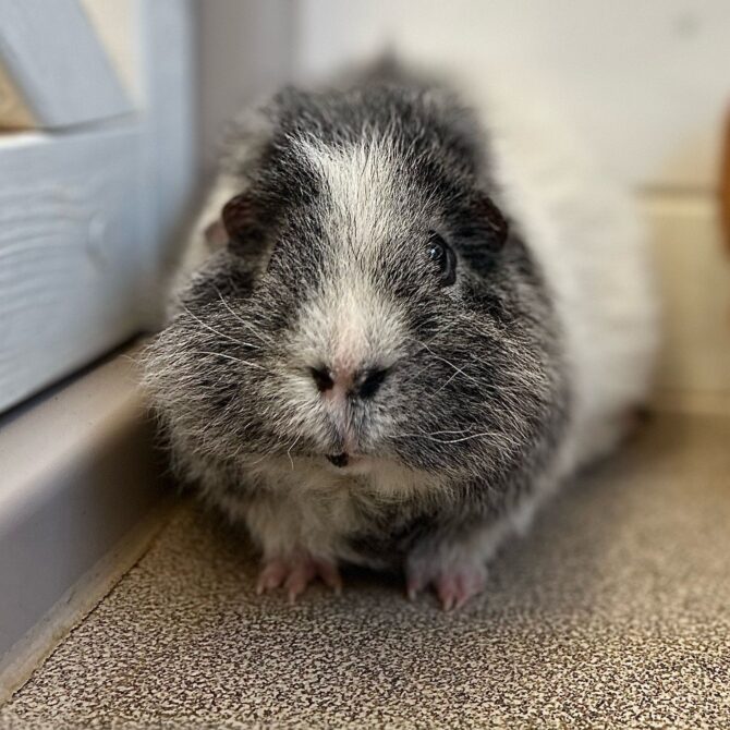 Bertie – 5yrs – Male