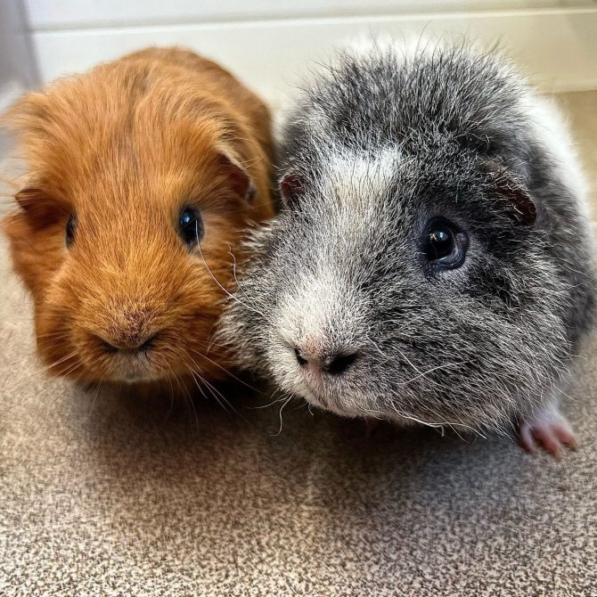 Bertie & Bumble – 5yrs – Male