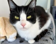 Birdie – 2yrs – Female