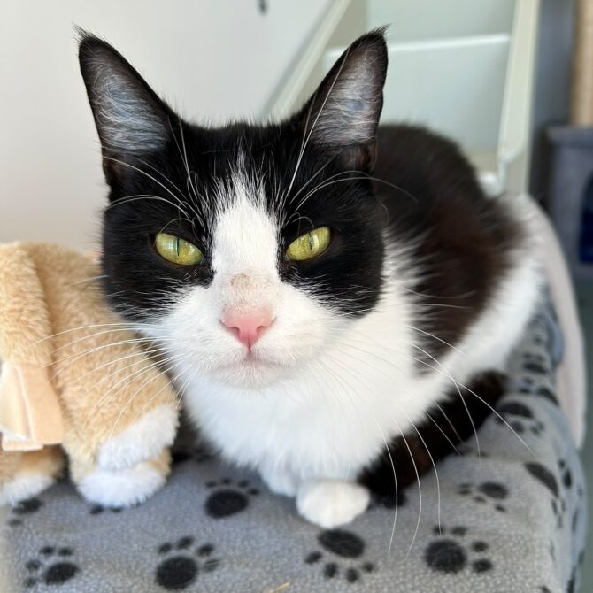 Birdie – 2yrs – Female