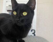 Biscuits – 1yrs – Female