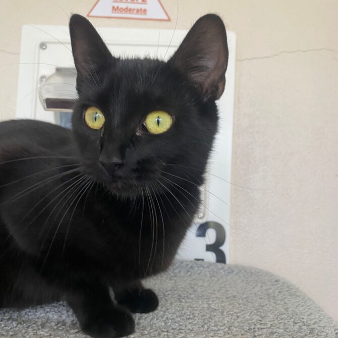 Biscuits – 1yrs – Female