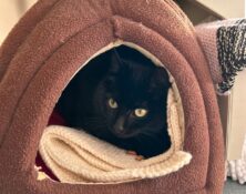 Blackberry – 2yrs – Male