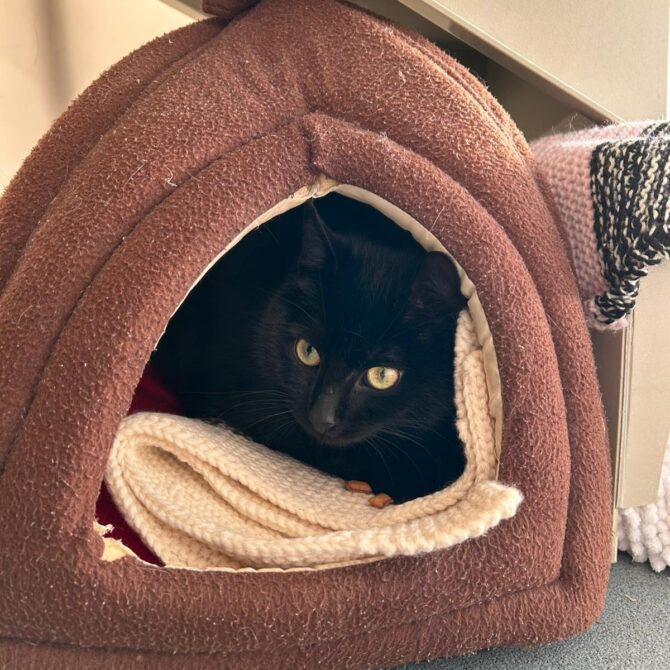 Blackberry – 2yrs – Male