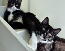 Boe & Marley – under 6mts – Various (RESERVED)