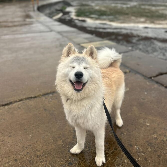 Bucky – under 12mts – Male – Husky X