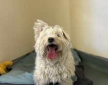 Buddy – 11yrs – Male (RESERVED)