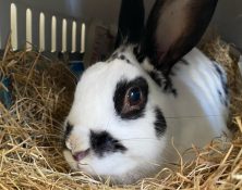 Bunnie – 9yrs – Male