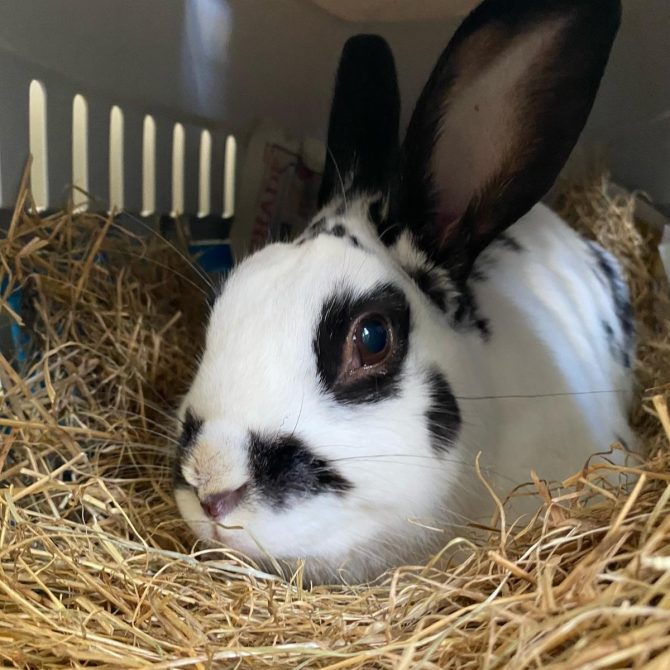 Bunnie – 9yrs – Male
