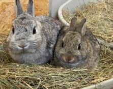 Charley & Cucumber – Various