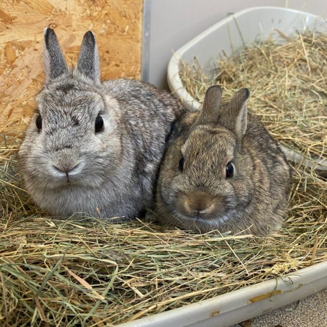 Charley & Cucumber – Various