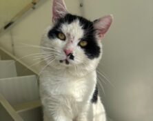 Charlie – 4yrs – Male