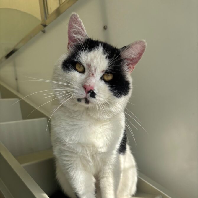 Charlie – 4yrs – Male