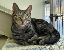 Charlotte – 2yrs – Female (RESERVED)