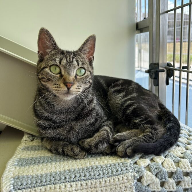 Charlotte – 2yrs – Female (RESERVED)