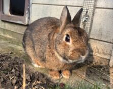 Chilli – 1yrs – Male