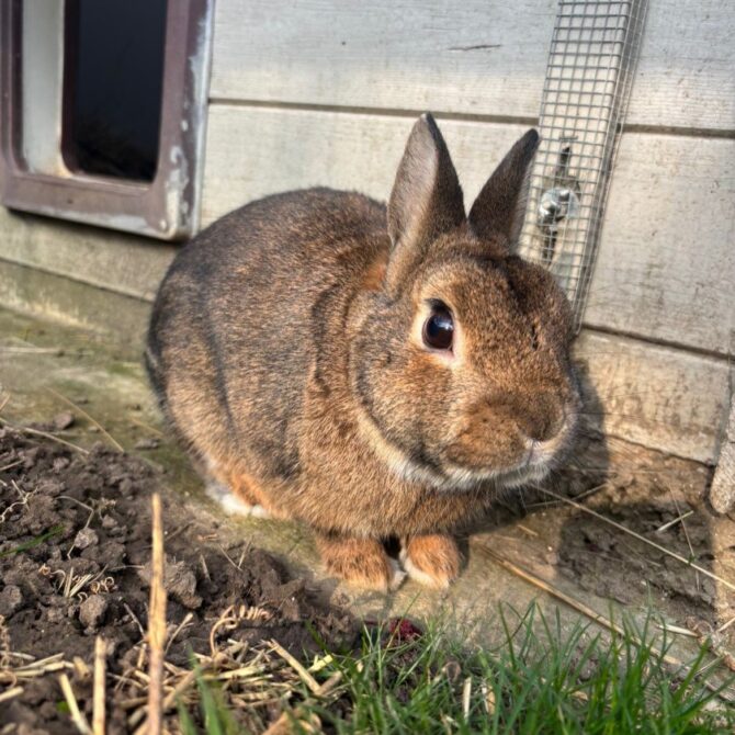 Chilli – 1yrs – Male