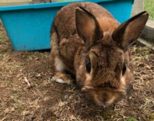 Chilli – 1yrs – Female