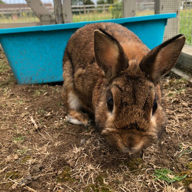 Chilli – 1yrs – Female