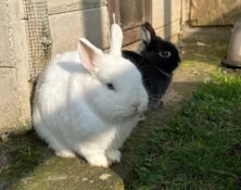 Chip & Coconut – under 12mts – Various