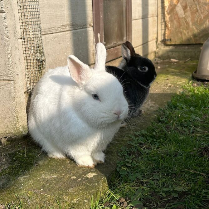 Chip & Coconut – 1yrs – Various