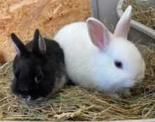 Chip & Coconut – under 6mts – Various