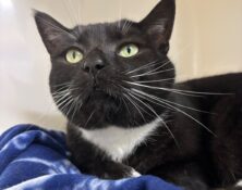 Chuck – 4yrs – Male (RESERVED)